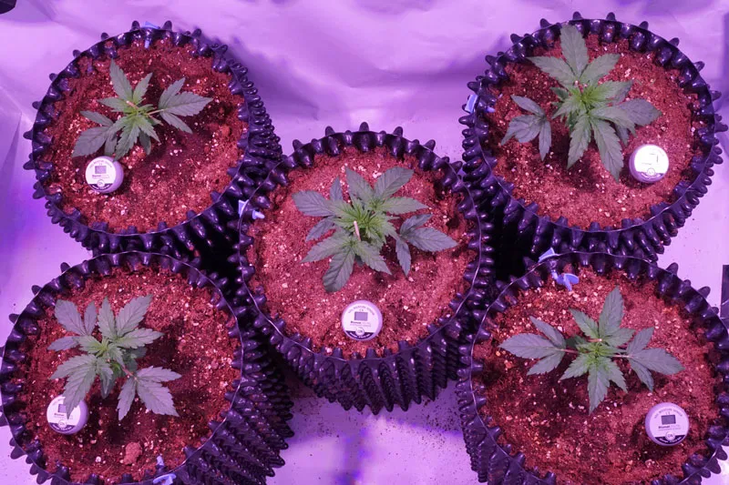 Auto Glueberry O.G. in soil