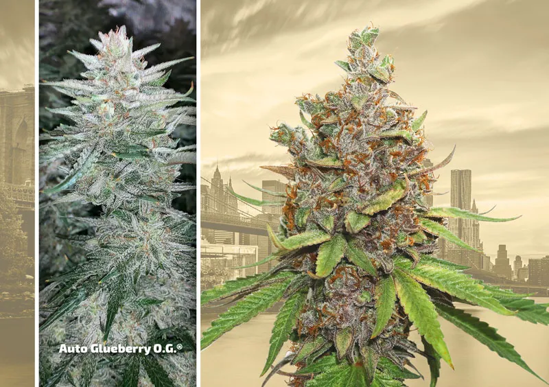 dutch-passion-cannabis-seed-company-top-5-autoflower-strains-glueberry-og