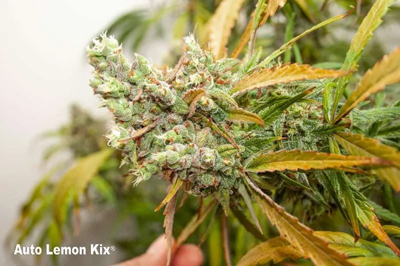 Auto Lemon Kix Budshot