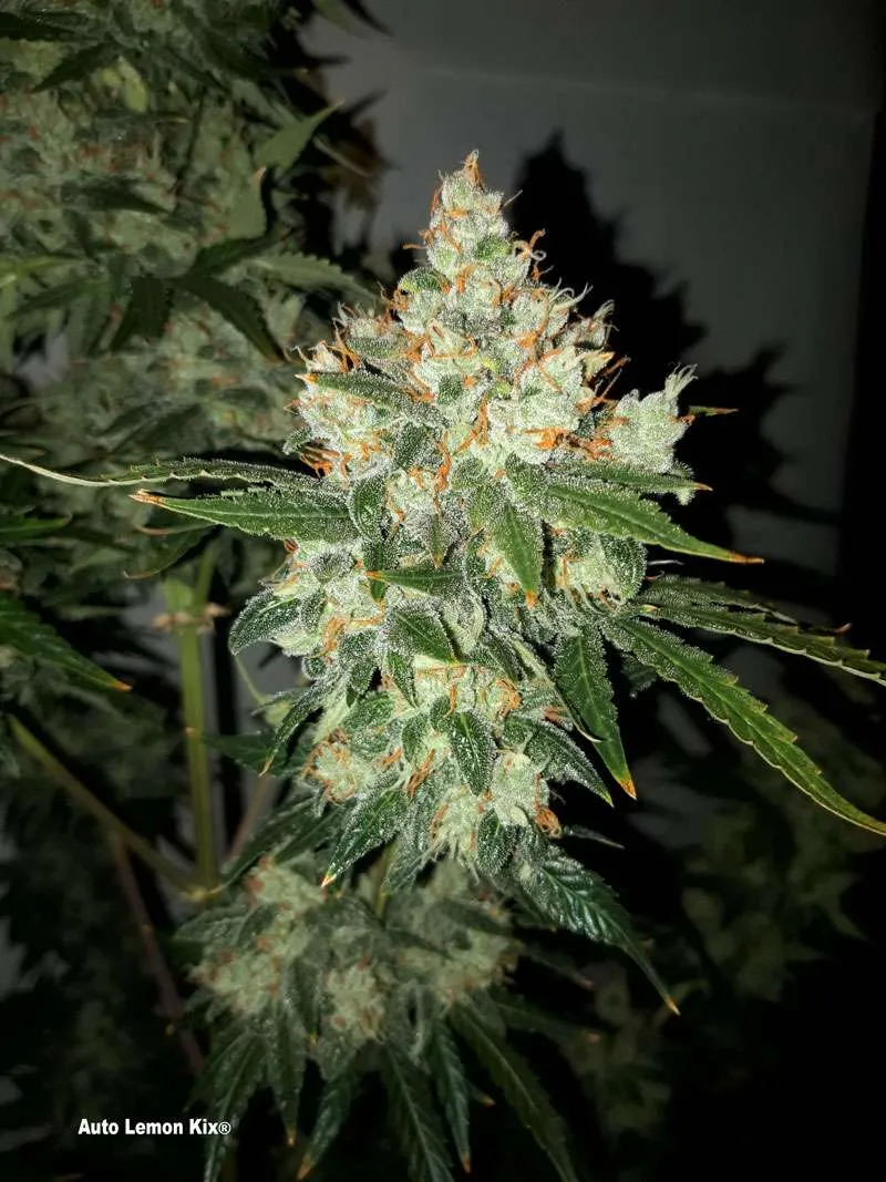 Auto Lemon Kix: Extreme THC levels with a seriously fruity twist