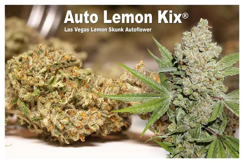 Auto Lemon Kix - Las Vegas Lemon Skunk Autoflower