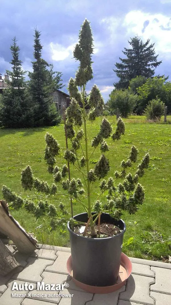 Auto Mazar: Robust And Easy To Grow Afghani Kush