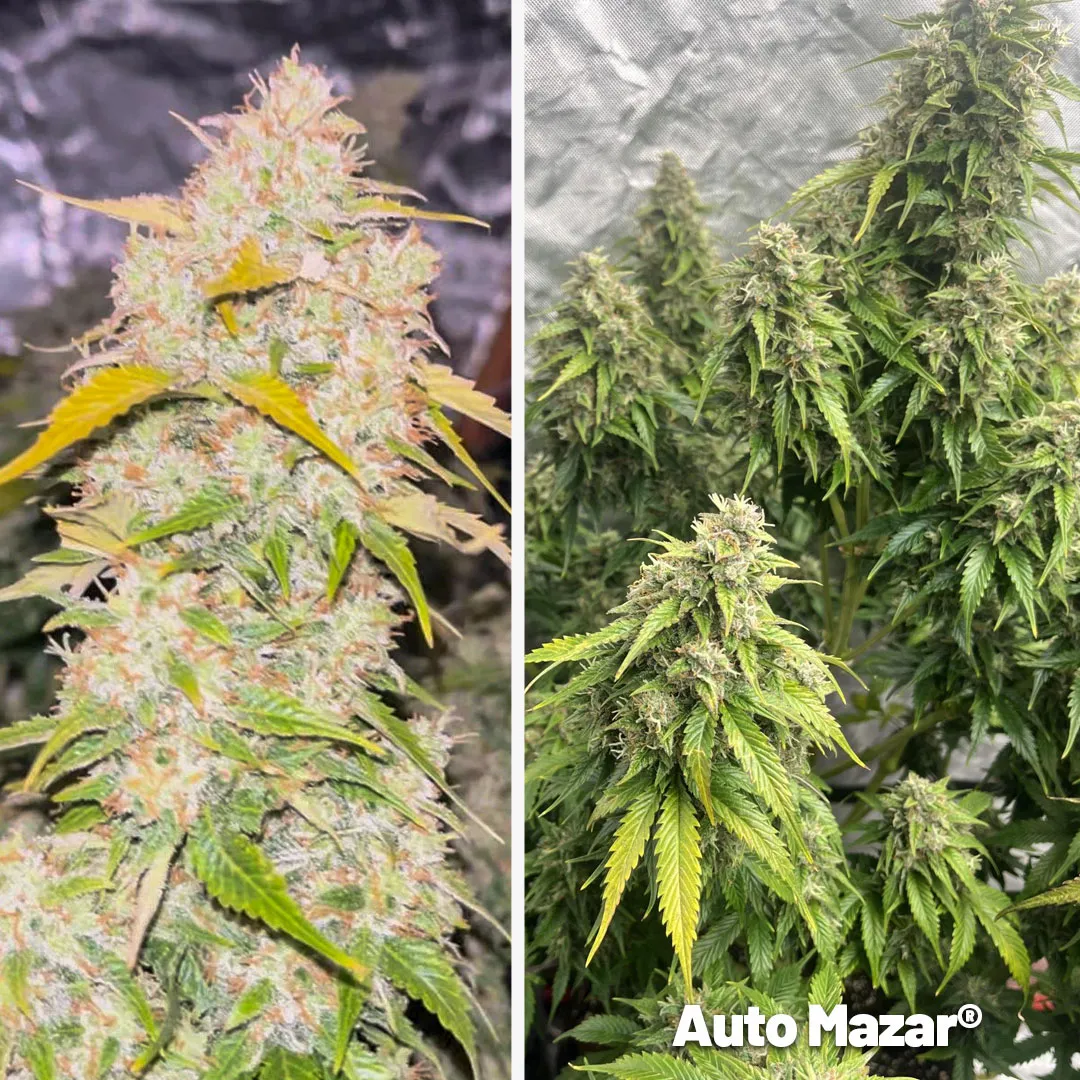 auto-mazar-autoflower-with-frosty-flowers-on-growdiaries