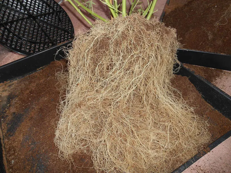 dutch-passion-cannabis-seed-company-cannabis-root-system-growing-in-coco-soil-medium