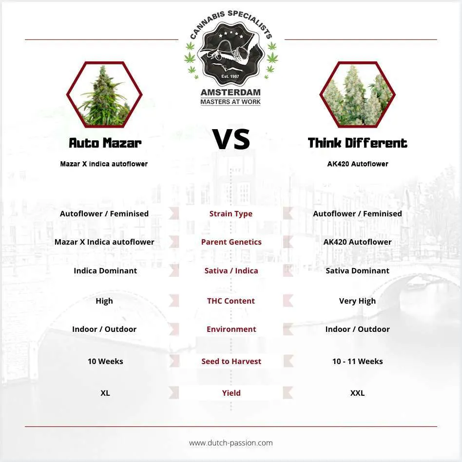 Auto Mazar vs Think Different: Which Autoflower Should You Pick?