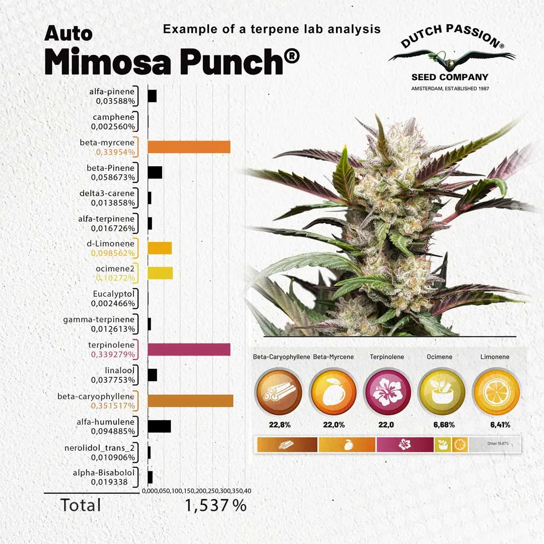 Auto Mimosa Punch cannabis seeds terpene profile