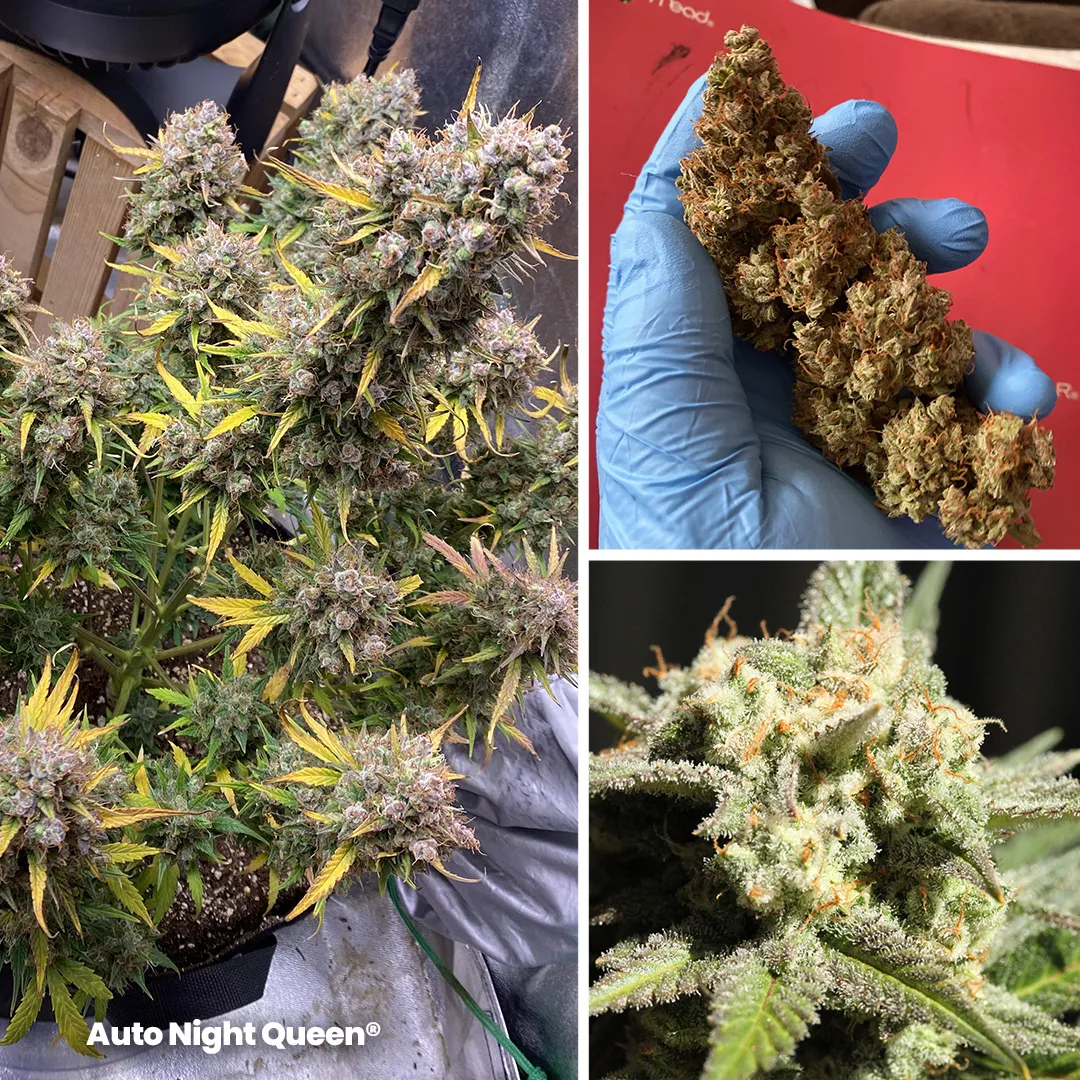 auto-night-queen-the-indica-dominant-autoflower-from-dutch-passion