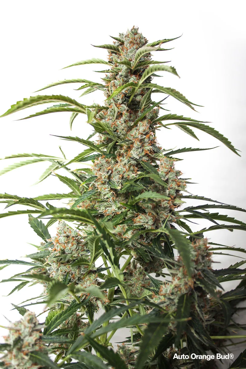 Auto Orange Bud