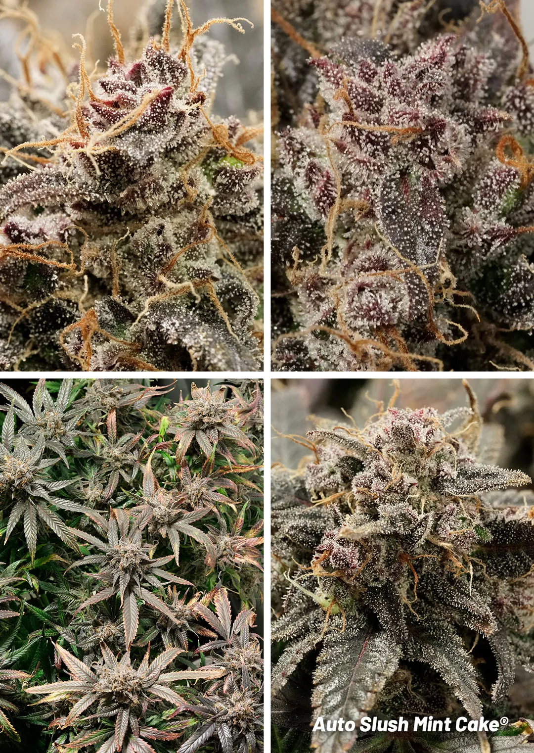 Auto Slush Mint Cake autoflower by Dutch Passion