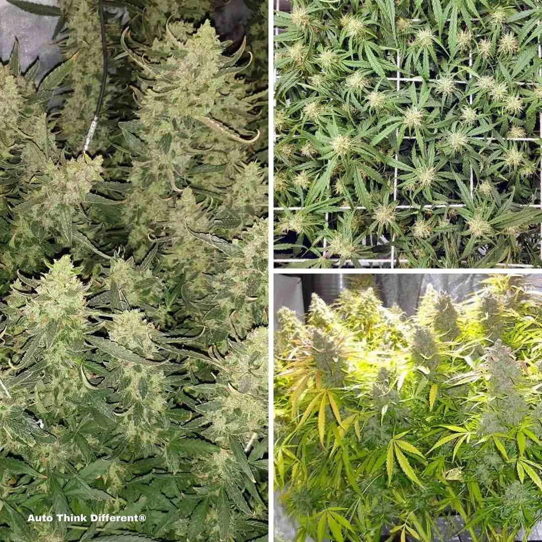 auto-think-different-autoflower-cannabis-seeds-scrog-growing