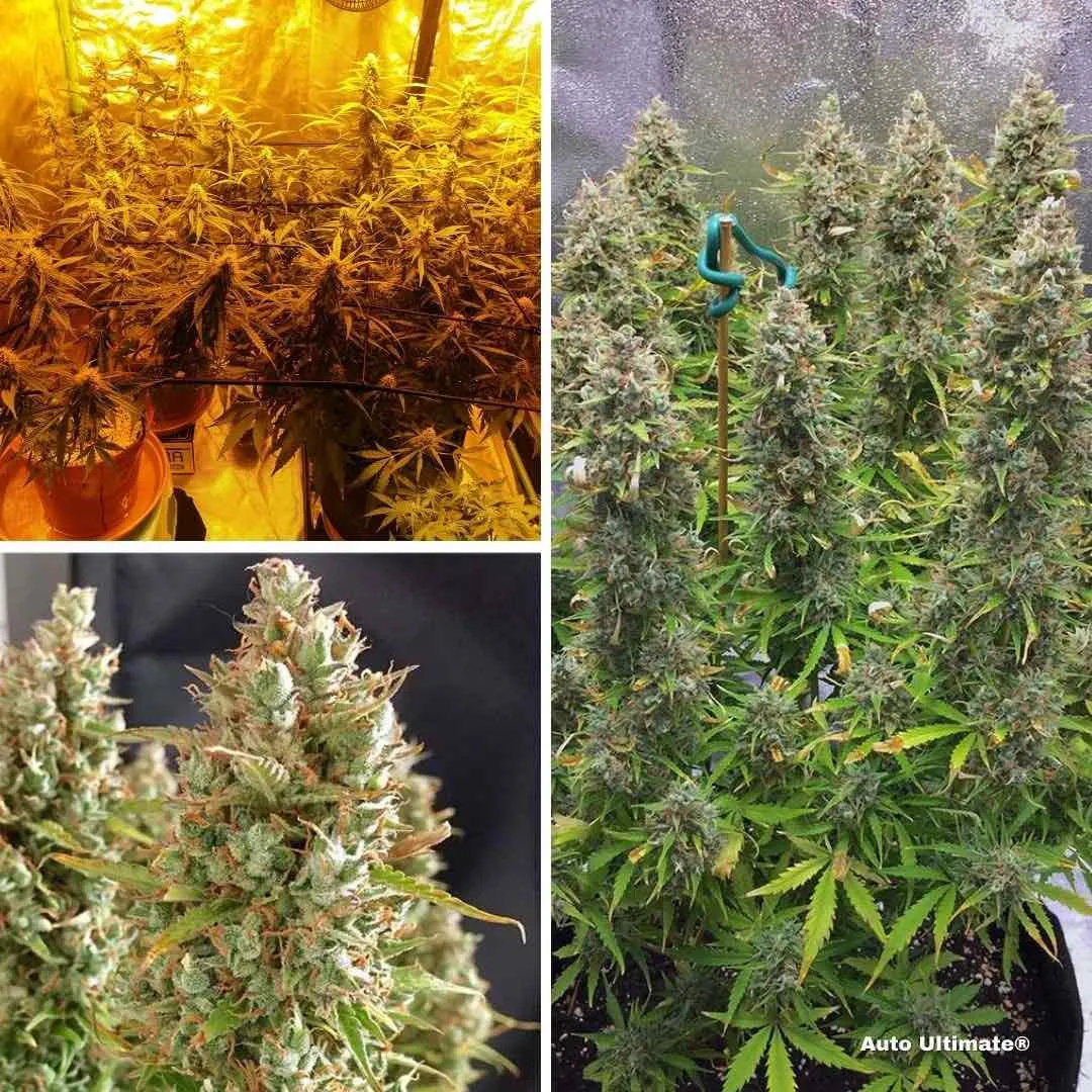 auto-ultimate-autoflower-cannabis-seeds-scrog-growing