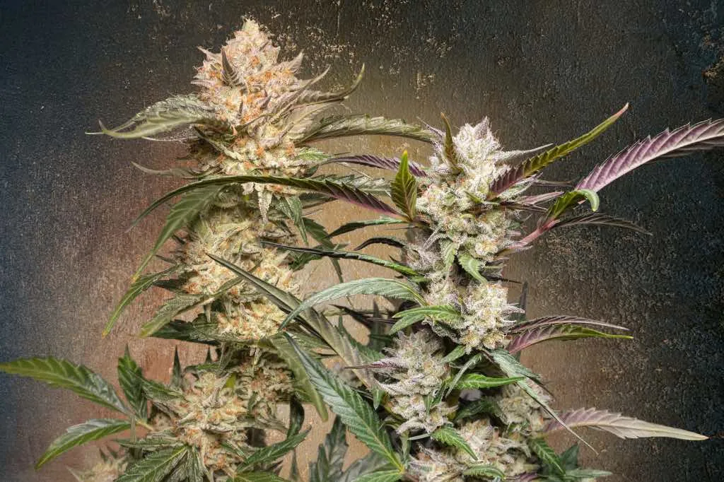 Buy Dutch Passion autoflower cannabis seeds in Thailand