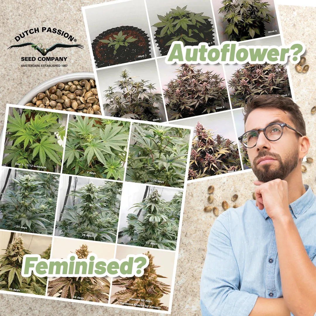 autoflower-vs-feminised-which-is-better-cannabis-seeds