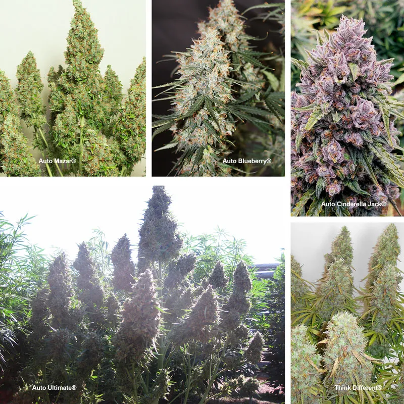 Autoflowering landrace strains