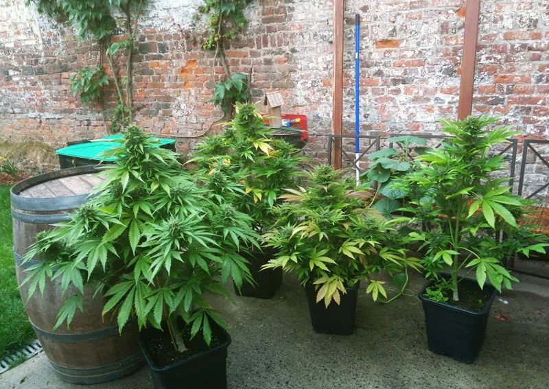 Autoflowers grown outdoors