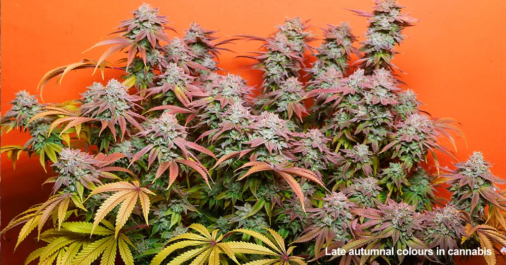 autumnal-colours-in-cannabis
