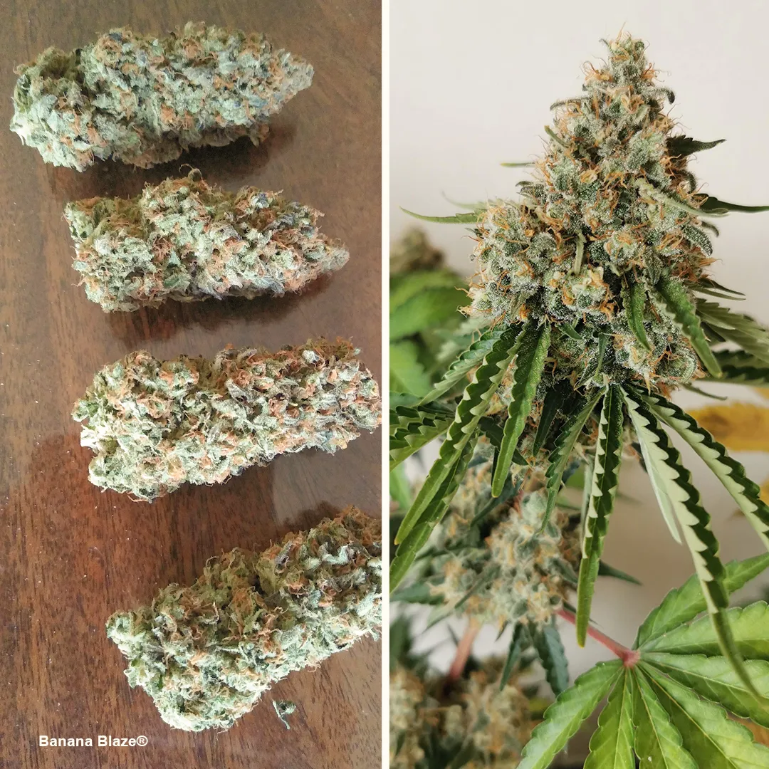 Banana Blaze, grows in a wide range of conditions