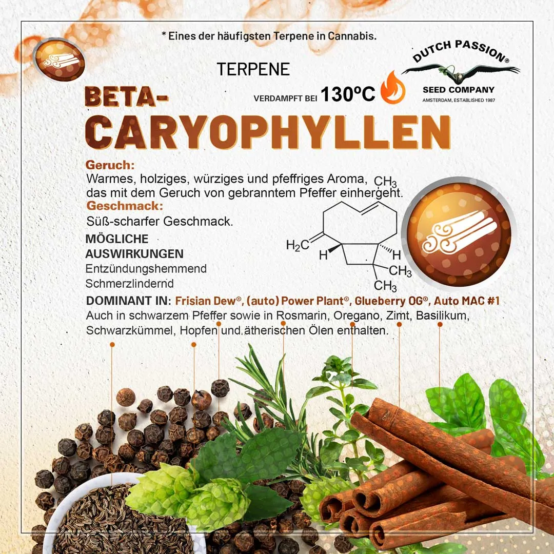 Beta-Caryophyllen Geruch, Geschmack und Effekte