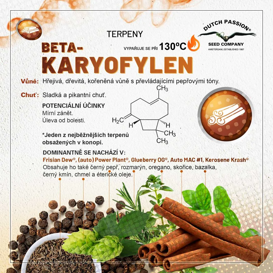 Beta-Karyofylen Konopne terpeny Vune chu a ucinky