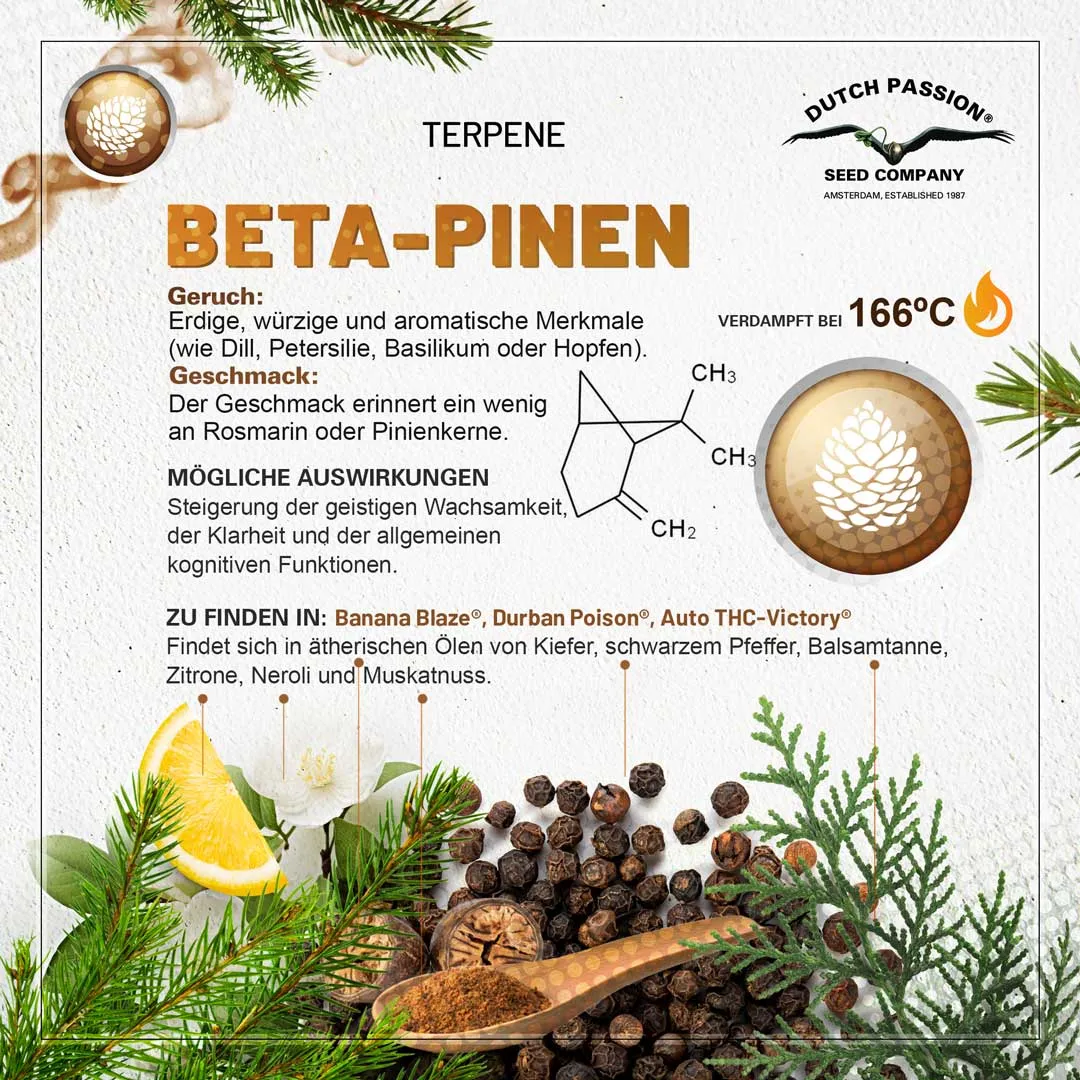  Beta-Pinen Geruch, Geschmack und Effekte