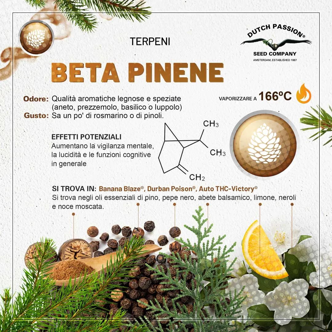 Il terpene beta-pinene (Odore, Gusto, Vaporizzazione)