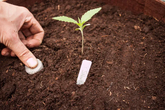 cannabis plant in soil with biotabs additives. snowbud from dutch passion