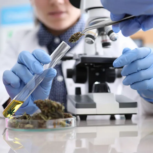Researching the cannabis high