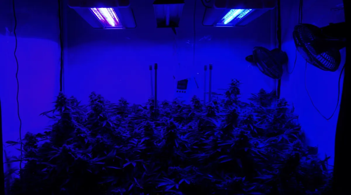 Blue Pink light growroom led ledbypassion cannabis