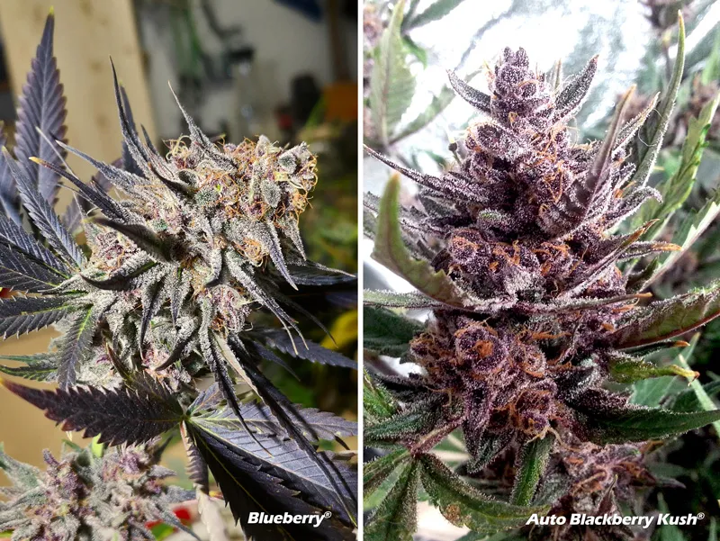 The beautifully coloured Blueberry and Auto Blackberry Kush