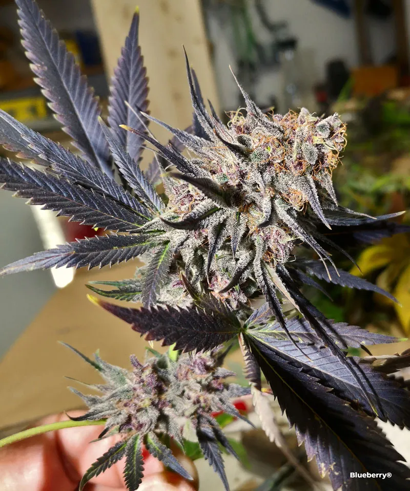 Healthy Blueberry flowering cannabis bud