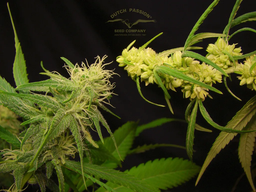 both-faces-of-desfran-male-and-female-bulk-seed-production