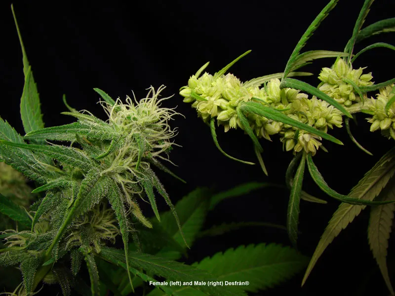 Both male and female faces of Desfran cannabis strain