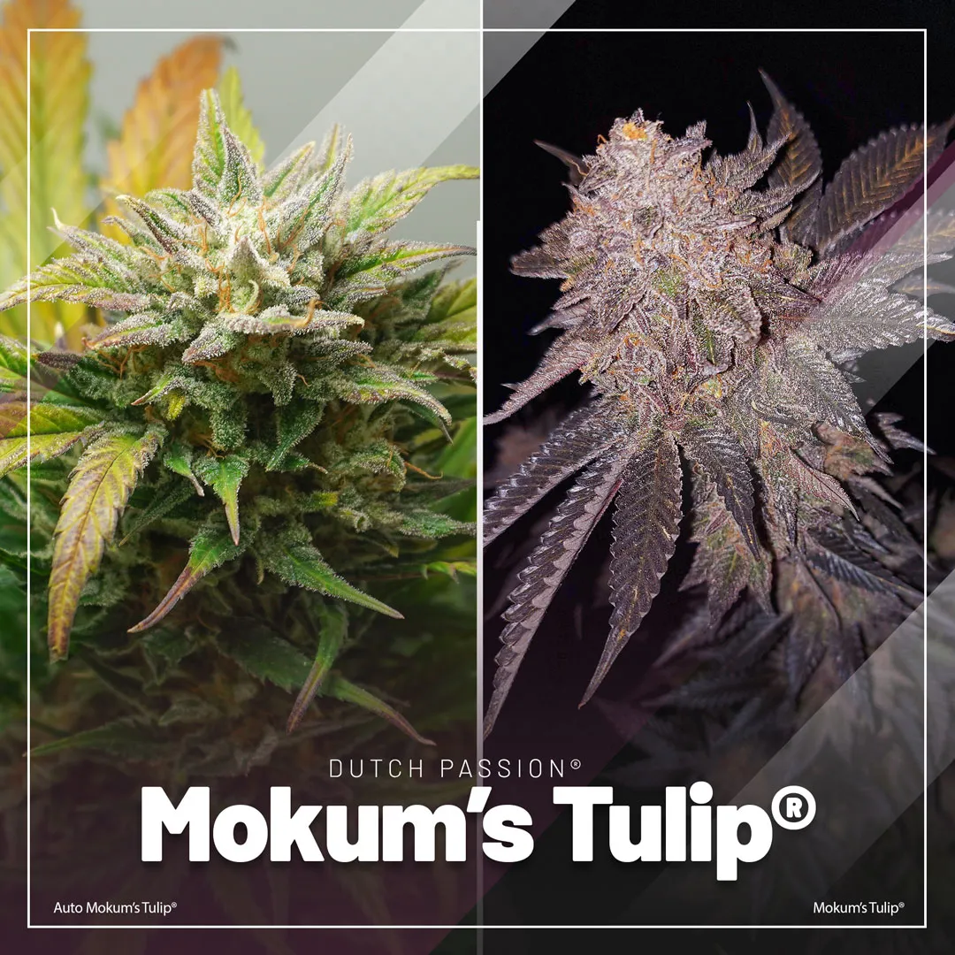 bubbe-gum-alternatives-mokums-tulip-cannabis-seeds