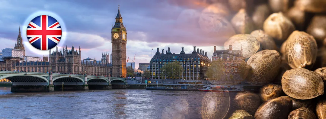 buying-cannabis-seeds-in-the-UK