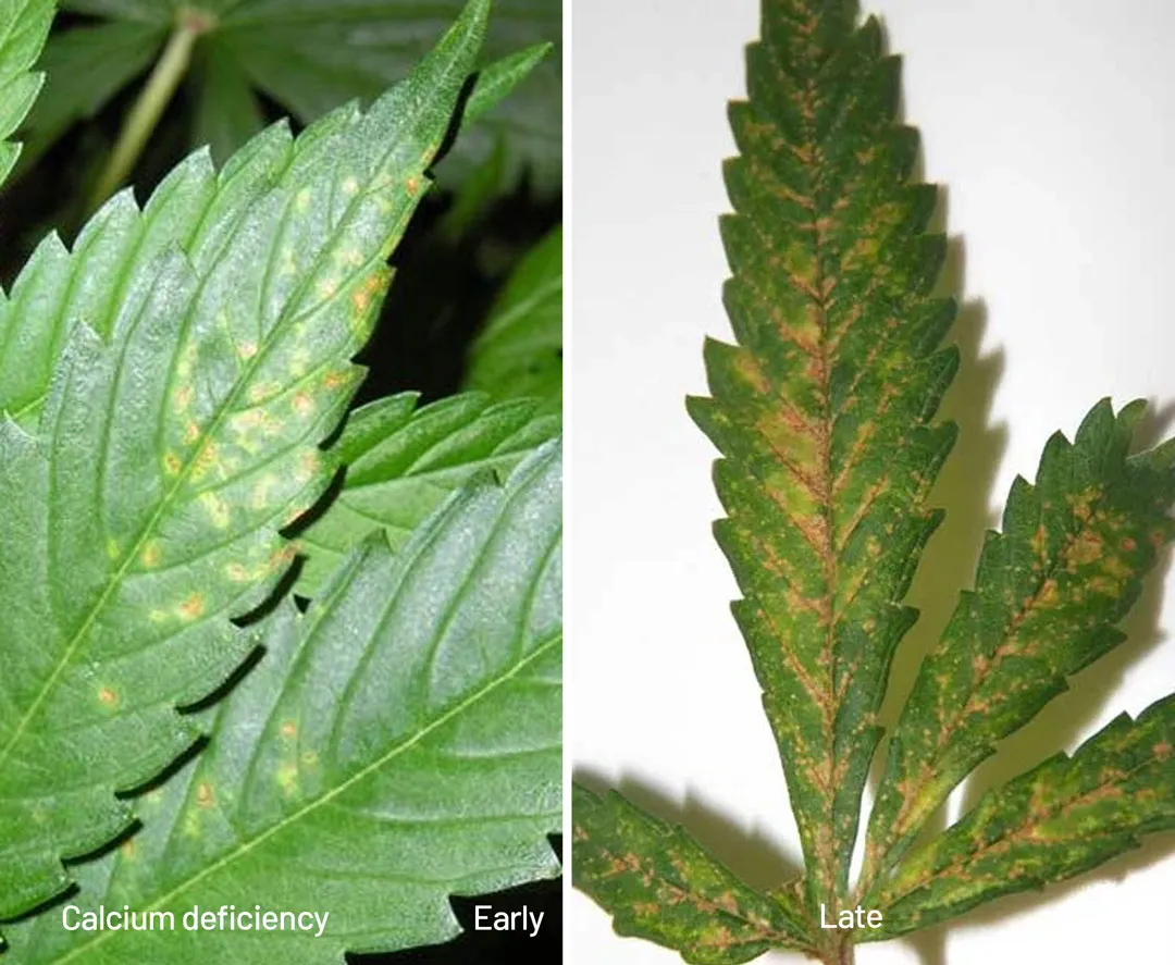 calcium-deficiency-early-and-late-stage-dutch-passion-seed-company