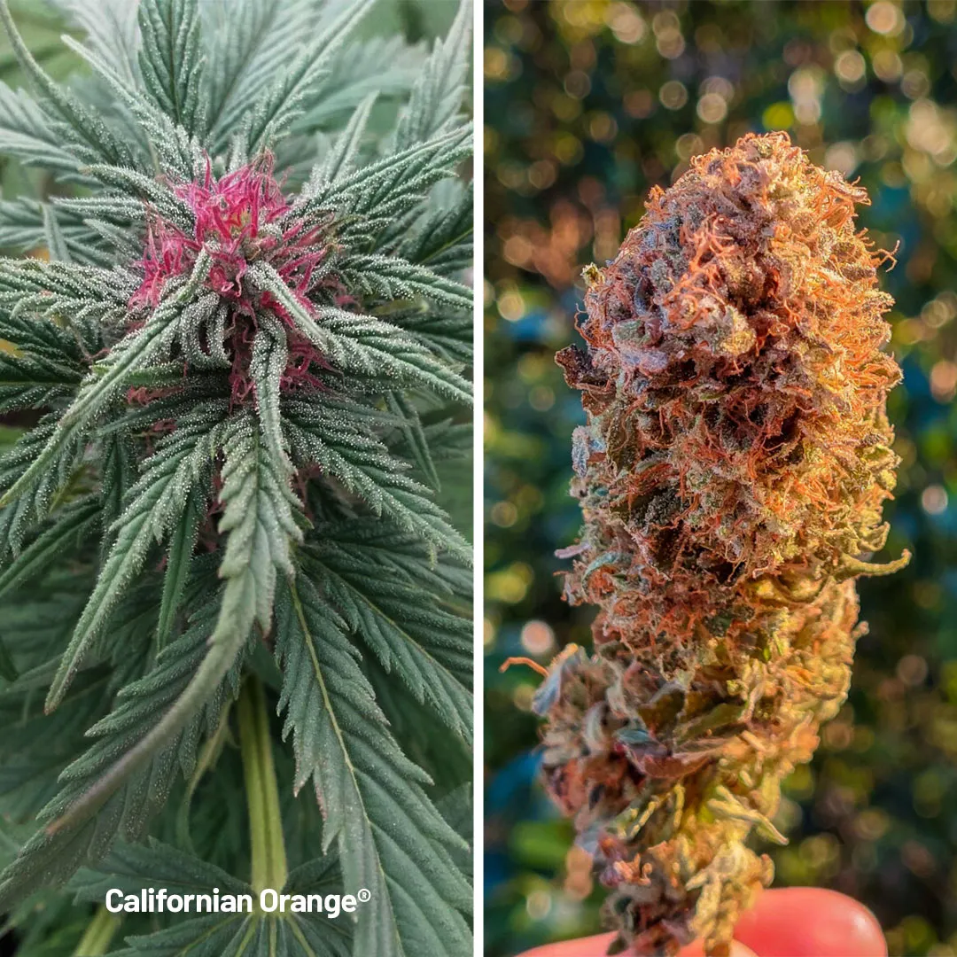 californian-orange-cannabis-flowers-and-bud