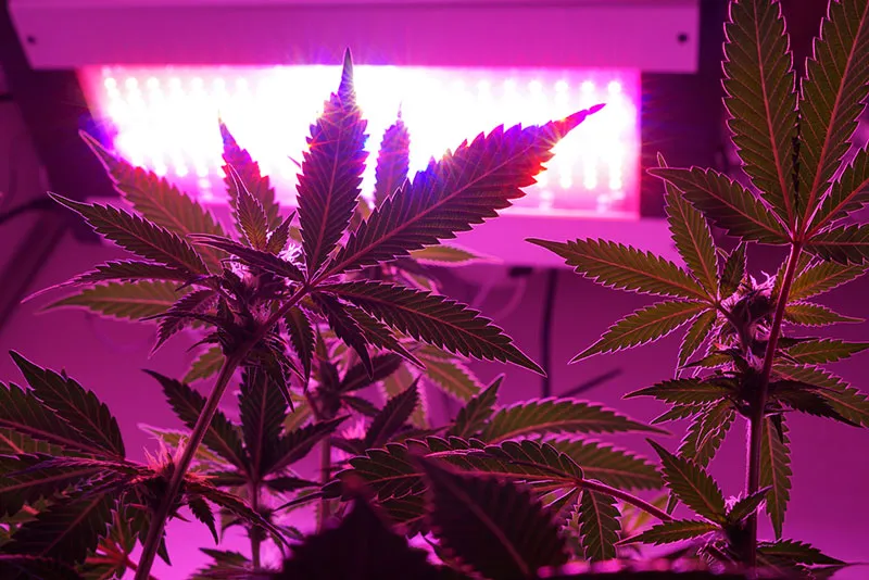 Ledlight-growroom-LedbyPassion-pink-blue-terpenes-cannabinoids-increase-quality-cannabis