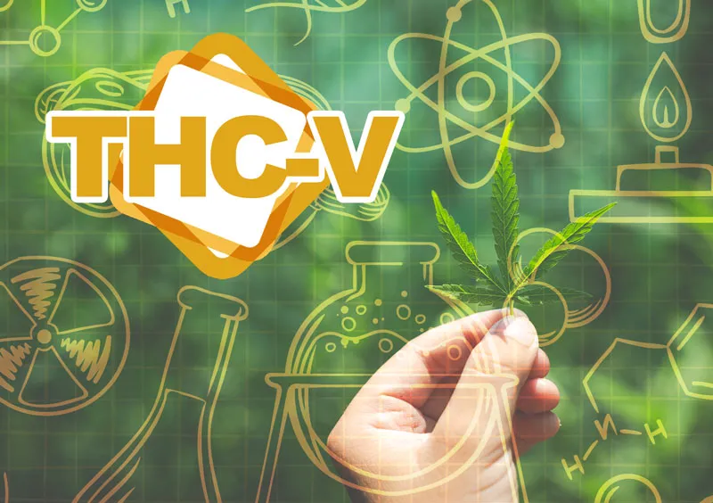 What is the difference between thc, cbd and thcv?