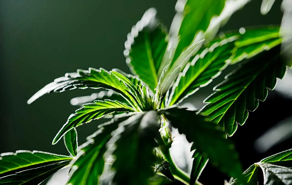 cannabis-Dark-period-exposure-early-flowering