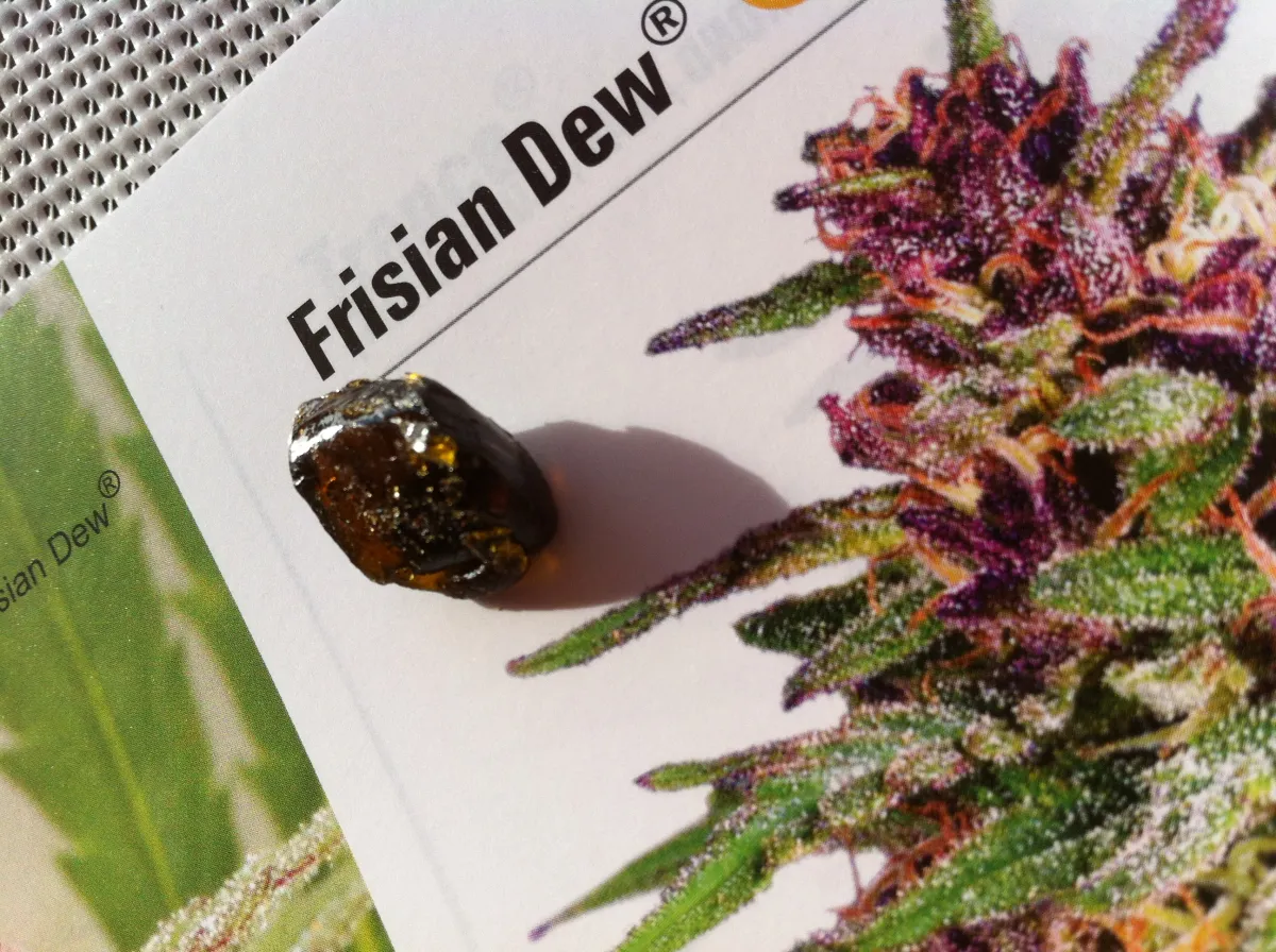 frisian dew BHO