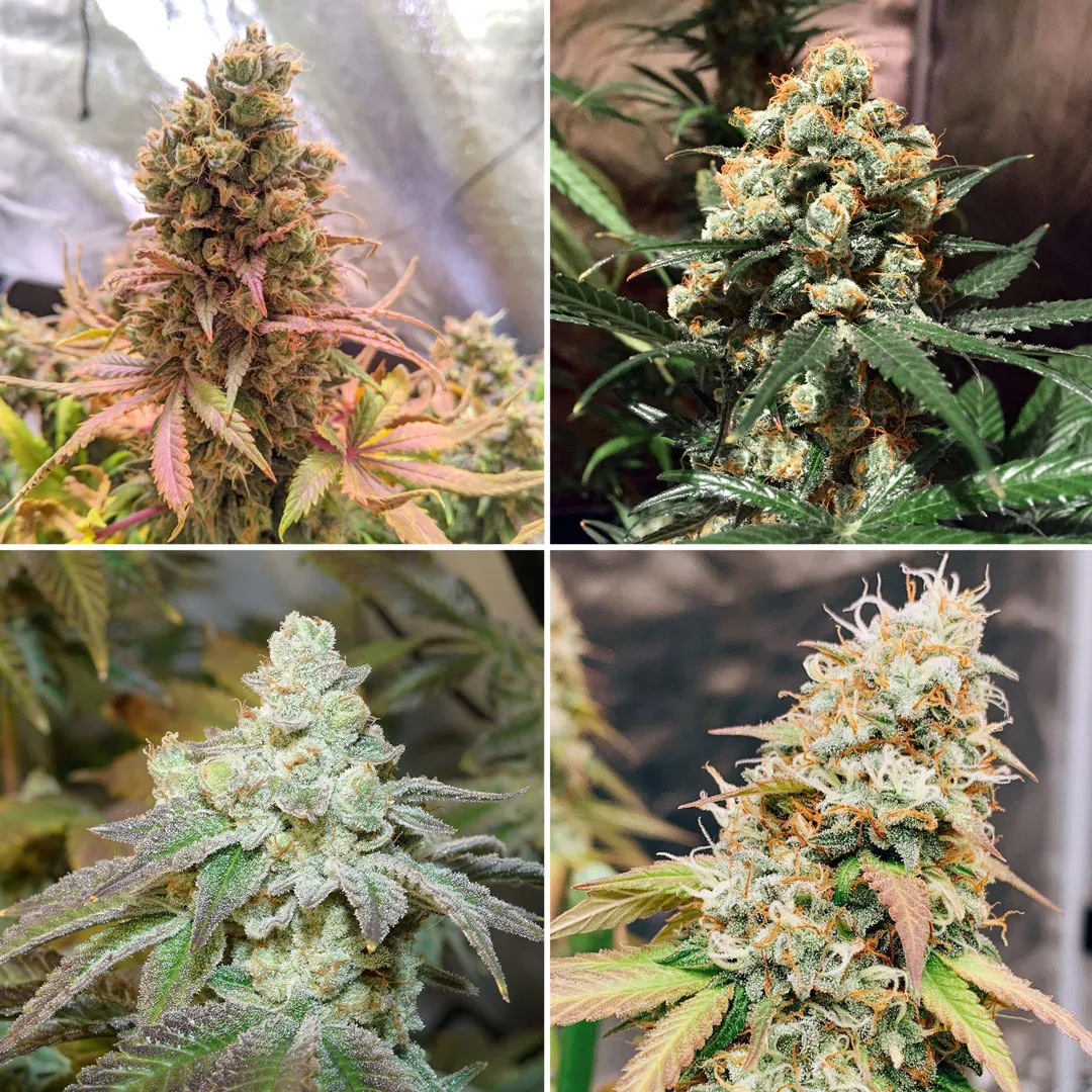 cannabis-flowers-colas-buds-female-bloom
