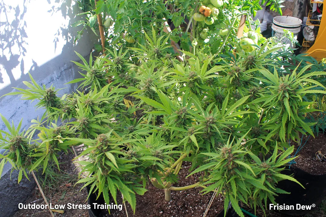 cannabis-low-stress-training-on-an-outdoor-cannabis-plant