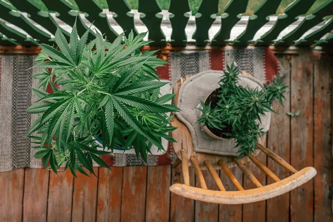 cannabis-marihuana-plant-balcony-best-plants-to-grow-dutch-passion