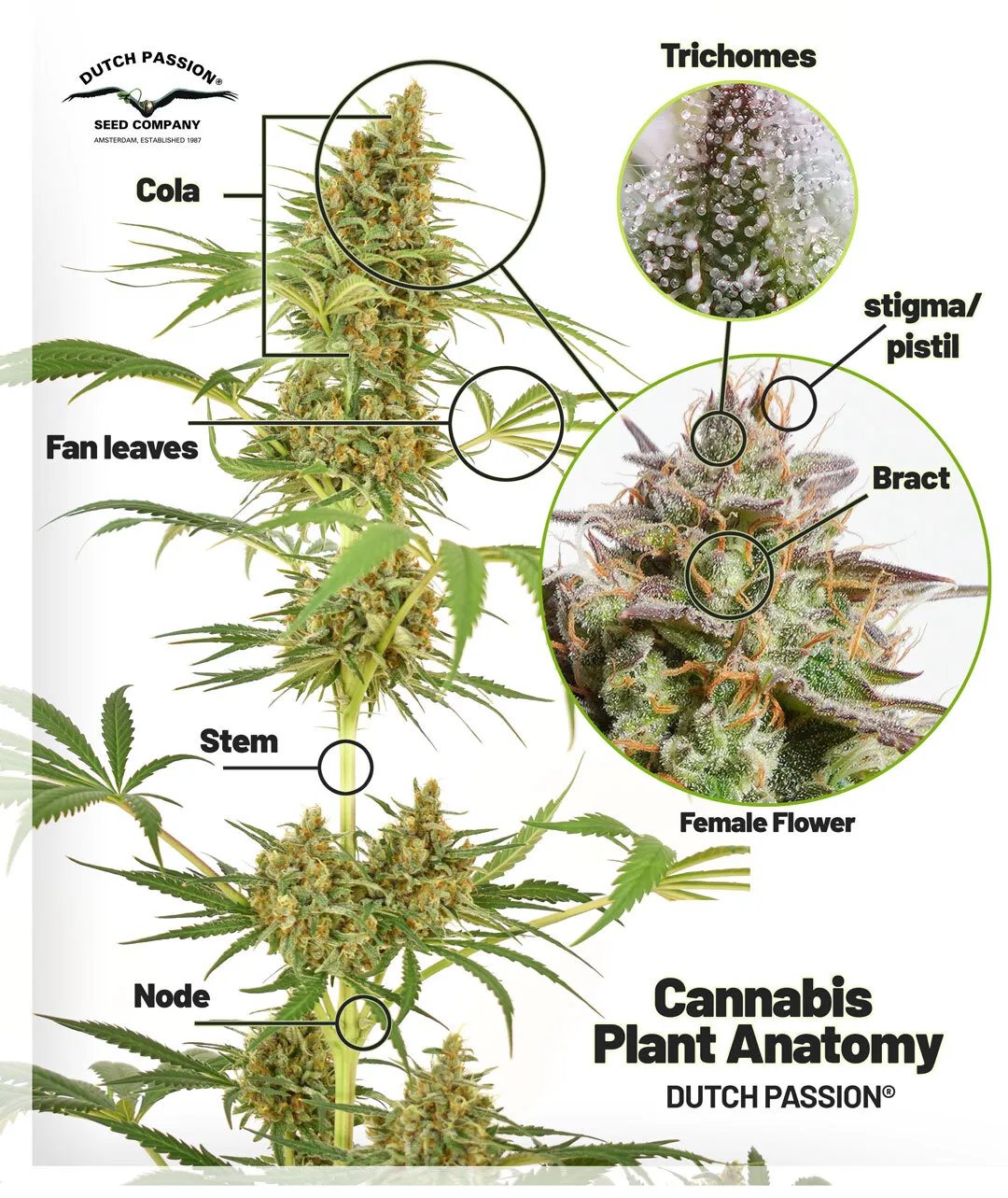 Cannabis-Plant-anatomy