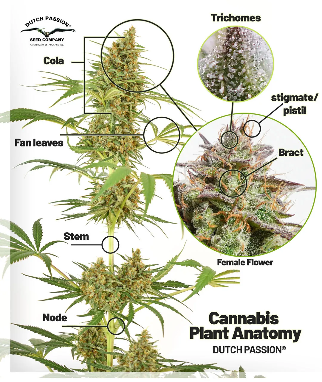 Plant-anatomy-blog-imageFR