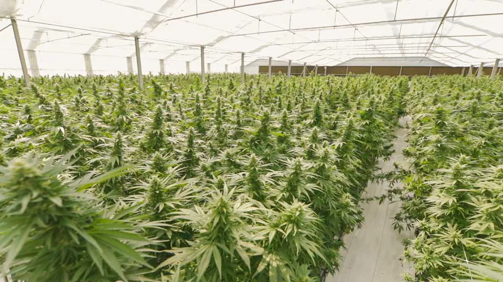 cannabis-plantation-with-dutch-passion-cannabis-seeds