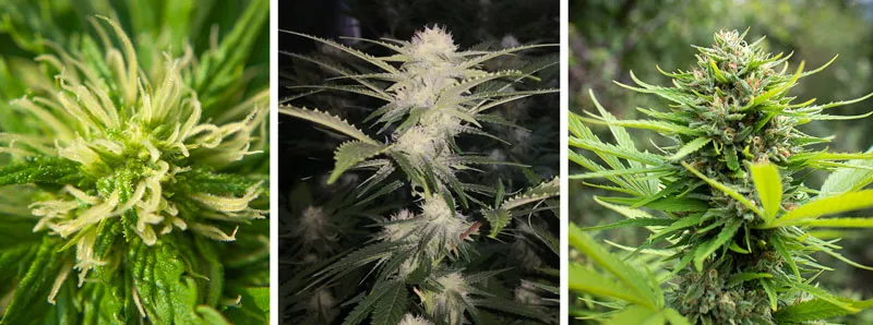 Cannabis flowering stage (7-14 weeks)