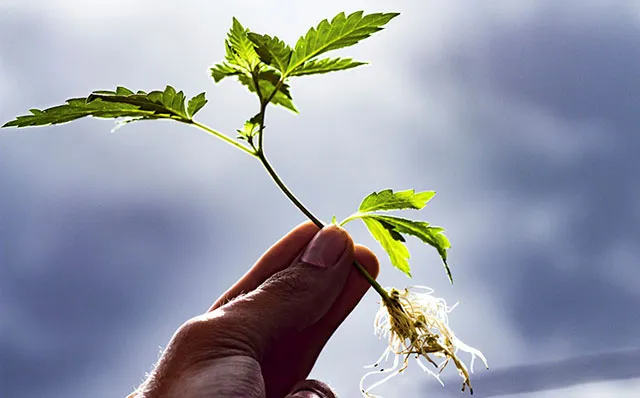dutch-passion-cannabis-seed-company-cannabis-root-system