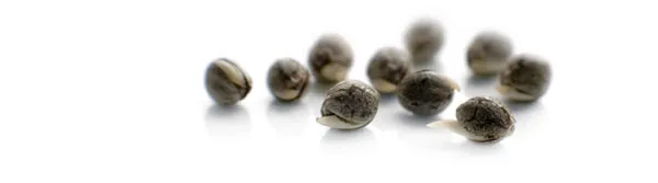Buy cannabis seeds from Dutch Passion