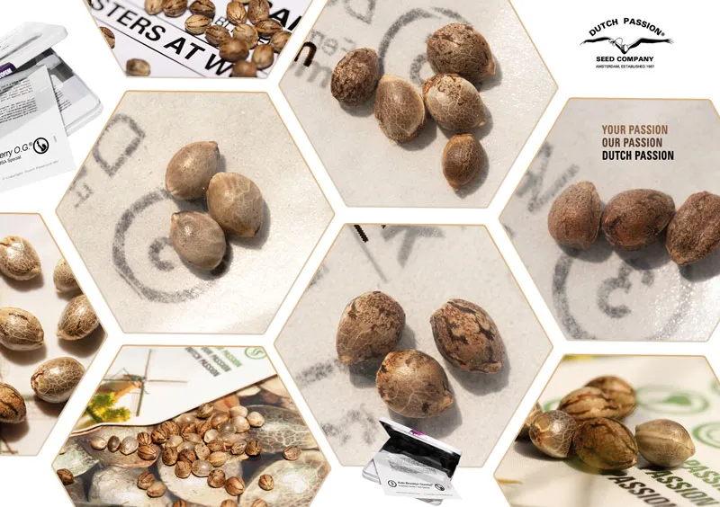 close up of Dutch Passion Cannabis Seeds